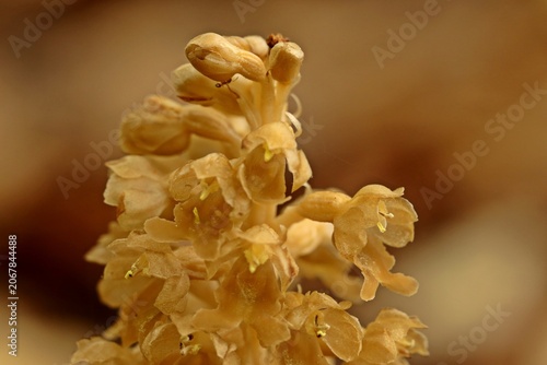 Vogel-Nestwurz (Neottia nidus-avis)