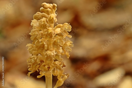 Vogel-Nestwurz (Neottia nidus-avis)