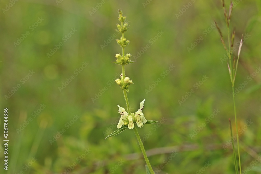 Fototapeta premium Aufrechter Ziest (Stachys recta)