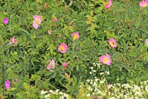 Rosa Wildrose in Mainfranken