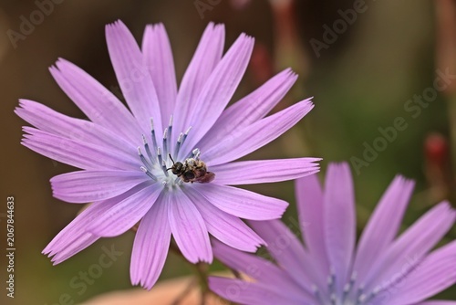 Blauer Lattich (Lactuca perennis) mit Wildbiene