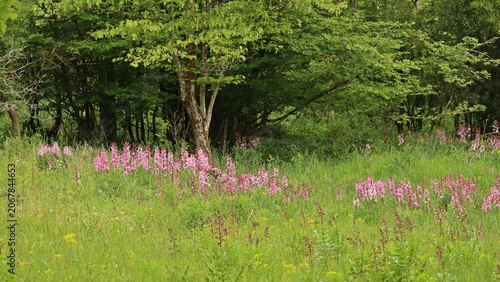 Wiese in Mainfranken mit Diptam (Dictamnus albus)