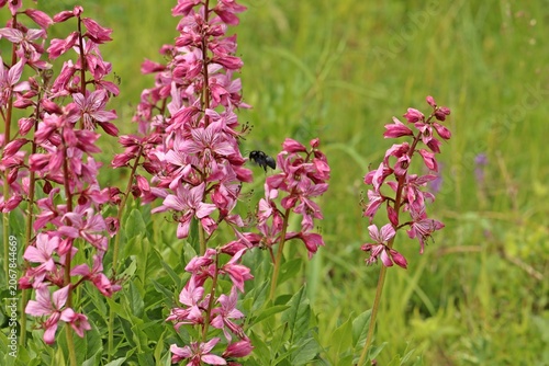 Blauschwarze Holzbiene (Xylocopa violacea) an Diptam (Dictamnus albus)