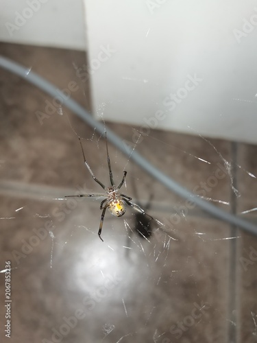 Photography spider on the web