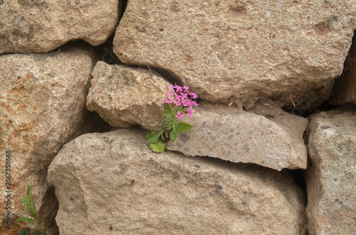 Pink stone wall with pink flower closeup
