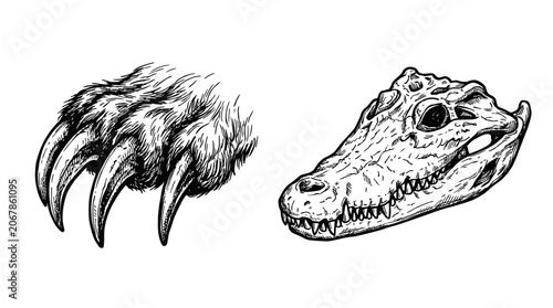 Foto Fierce Animal Claws and Alligator Skull Illustration