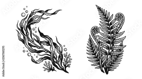 Bilde på lerret Illustration of Seaweed and Fern Fronds in Black and White