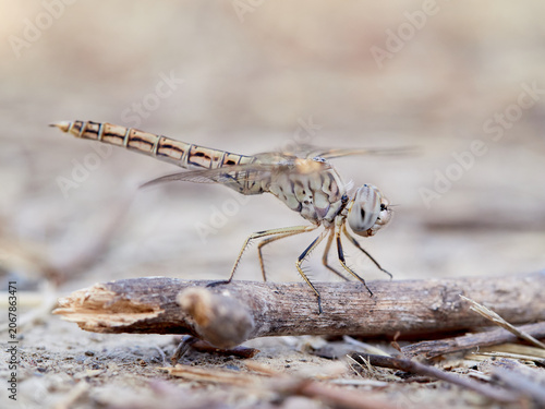 Εκτύπωση καμβά Brachythemis impartita (Northern Banded Groundling)