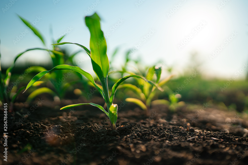 Fototapeta premium Young corn maize plants growing in soil at sunset. Early growth stage of agricultural crop in cultivated field