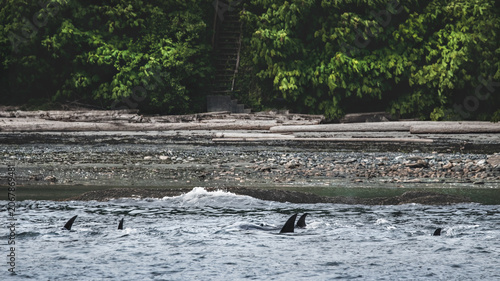 A Pod Of Five Orcas (Orcinus Orca) At The Shore Of Gabriola Island