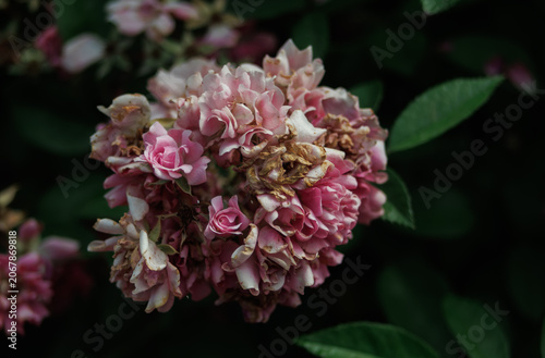 Foto a wilted inflorescence of pink flowers