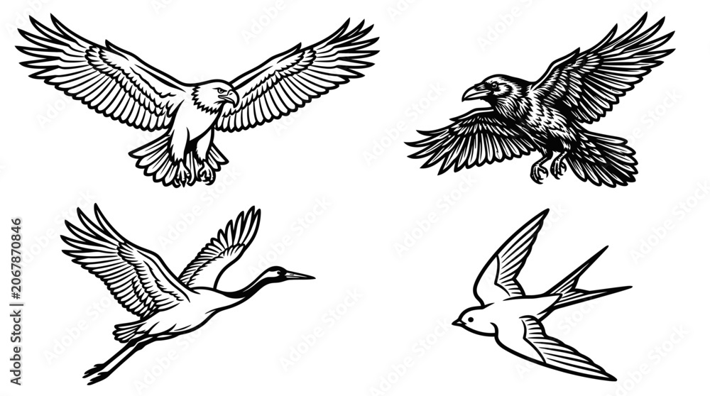 Obraz premium Set of Flying Birds: Eagle, Raven, Crane, Swallow - Black and White Line Art