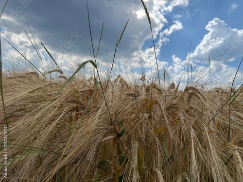 golden wheat field