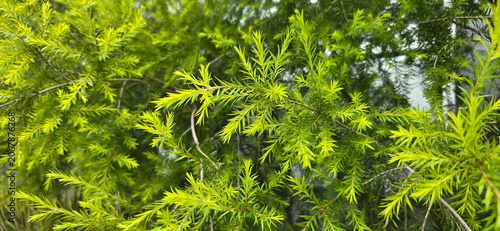 Melaleuca bracteata has small, slender, pointed leaves have yellowish-green or bright golden yellow when exposed to full sunlight. Golden Tea Tree, Black Tea Tree golden-yellow branches, green leaves
