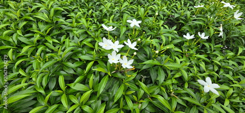 Gardenia jasminoides has pure white flowers that bloom. The petals are divided into 5 lobes, resembling a windmill. The leaves are simple, oval-shaped with pointed tips, smooth, glossy, and dark green