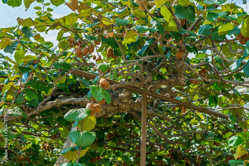 Fresh kiwi fruits hanging from a vine in a sunny orchard, ripe kiwifruit growing on a trellis in a garden