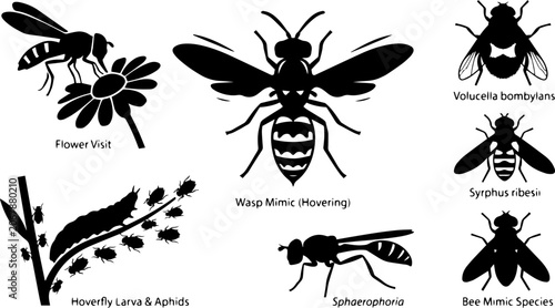 Wasp Mimicry Insect Silhouette Set – Wasp Mimic Hoverfly, Bee, Biology Education Icons

