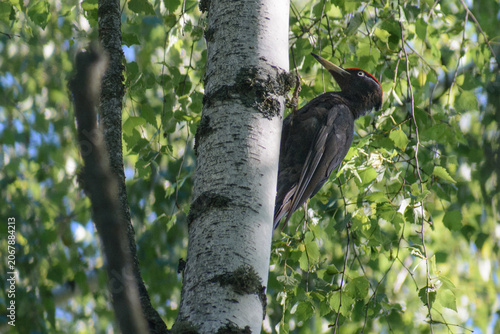 Vászonkép a large black woodpecker with a red crown, clinging to a white birch tree among