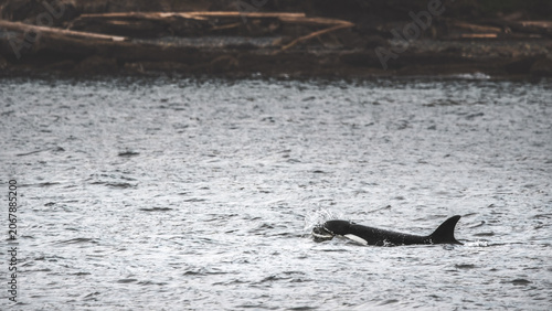 A Single Orca (Orcinus Orca) At The Shore