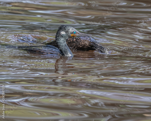 A Couple of Cormorant