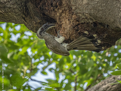 A Grey Hornbill