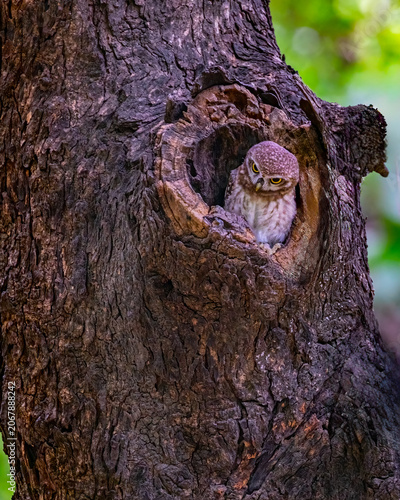 A Spotted Owl