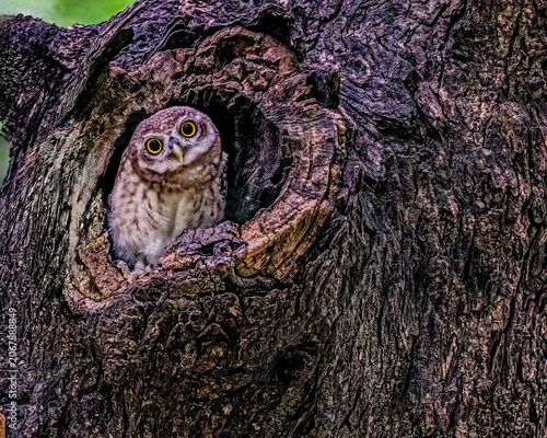 A Spotted Owl