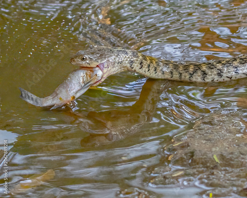 Tablou pe pânză A Checkered keelback