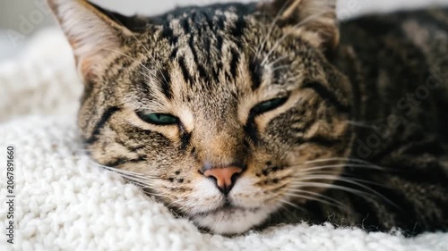 Close-up portrait of a tabby cat with green eyes.