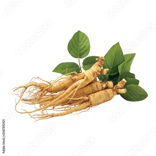 Fresh raw ginseng roots with green leaves attached isolated on a white background, for herbal medicine, and healthy food, supplement concepts
