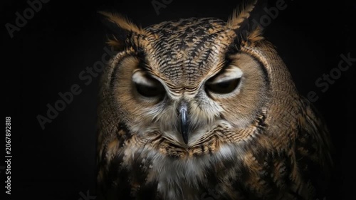 Profile of great horned owl with orange eyes on black background
