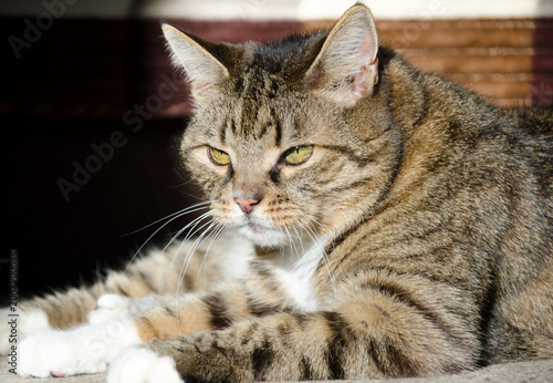Photos Domestic cat lying on the carpet.