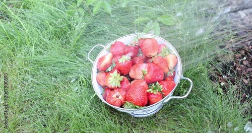 Washing freshly picked organic strawberries in metal colander on green grass. Water splashing over unwashed summer berries with traces of soil reflecting eco friendly consumption. Authentic trends in