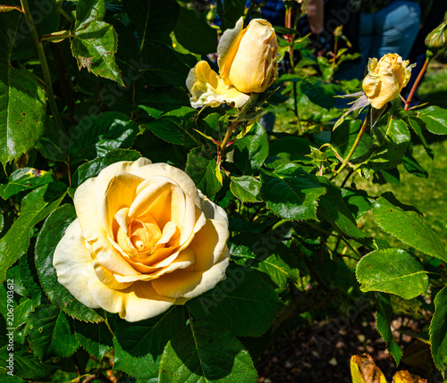 Garden Yellow Rose_2