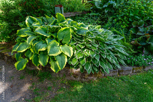 Tacoma Garden Hosta Plant 2