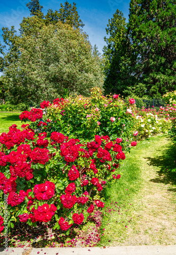 Rose Garden Row 3