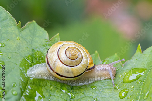 Schnecke auf Weinblatt