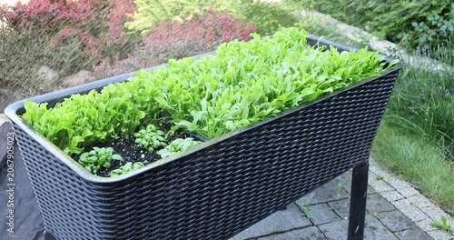 Water spraying over fresh green lettuce and arugula growing in elevated garden bed. Modern backyard farming layout with automated watering system reflecting smart sustainable lifestyle and eco