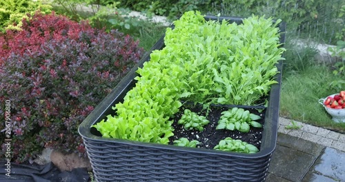Water spraying over fresh green lettuce arugula and basil growing in elevated container planter. High angle shot of modern backyard garden with automated irrigation system reflecting home horticulture