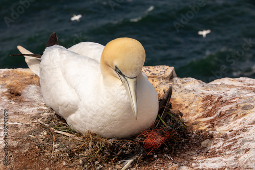 Northern Gannet Nesting with Plastic Debris in Nest on Heligoland Cliff