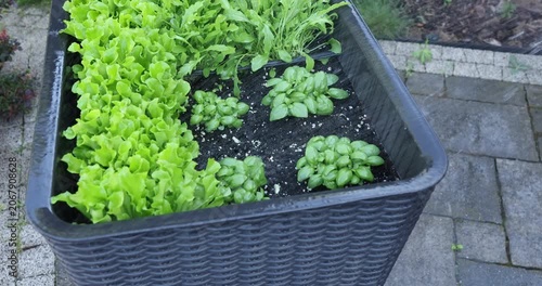 Water spraying over fresh green basil bushes growing next to lettuce in elevated planter. Close up shot of aromatic herbs on wooden table setup reflecting homegrown spices and healthy nutrition