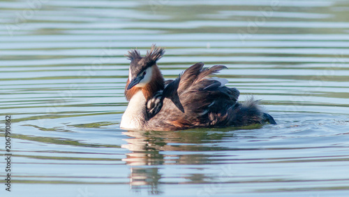 duck in the water