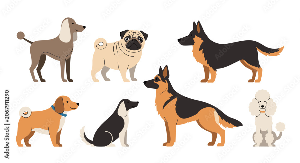 Fototapeta premium Set of various dog breeds including poodle, pug, german shepherd, and beagle shown in flat vector illustration style on white.