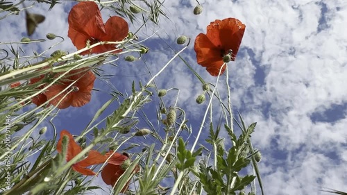 Low-angle shot of vivid red poppies swaying against a bright blue summer sky, with backlit petals, hairy stems and green seed pods in a sunlit wildflower meadow