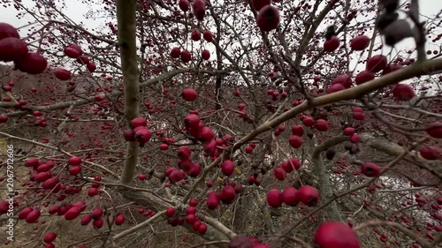 Close-up of a leafless hawthorn shrub heavy with ripe red berries on bare thorny branches under a soft overcast late-autumn sky, a wild edible hedgerow fruit