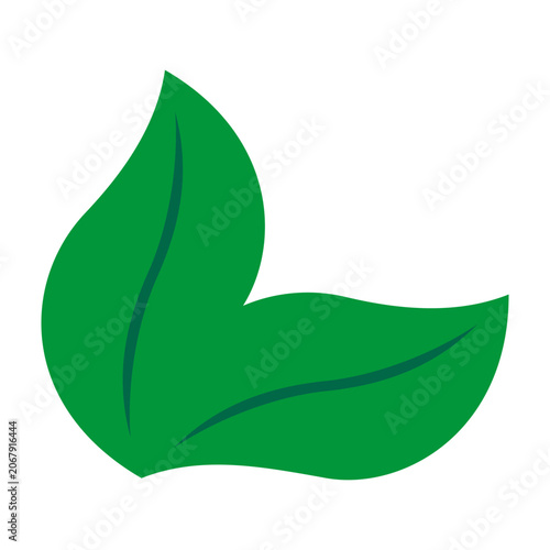 Two Twisted Rectangle Midvein Green Leaves