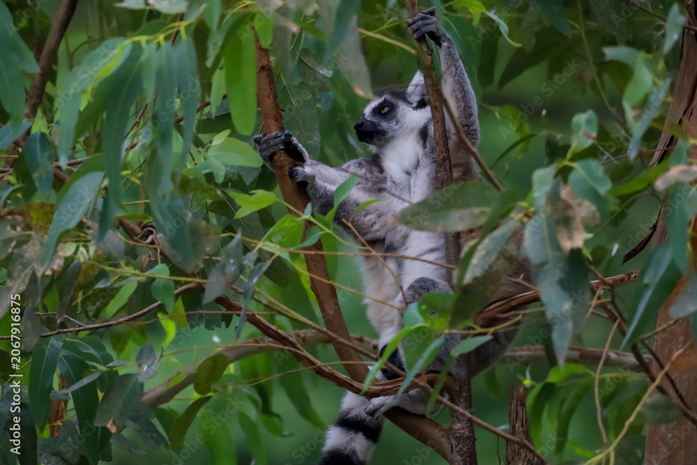 Fototapeta premium Ring-Tailed Lemurs Climbing Tree Trunk in Natural Forest Habitat