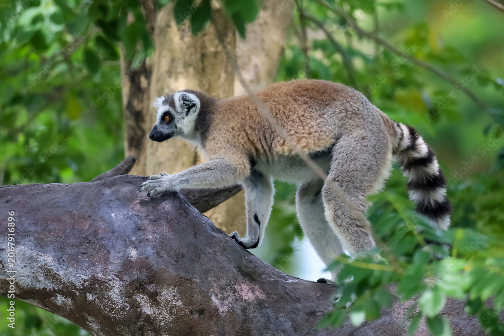 Fototapeta premium Ring-Tailed Lemurs Climbing Tree Trunk in Natural Forest Habitat