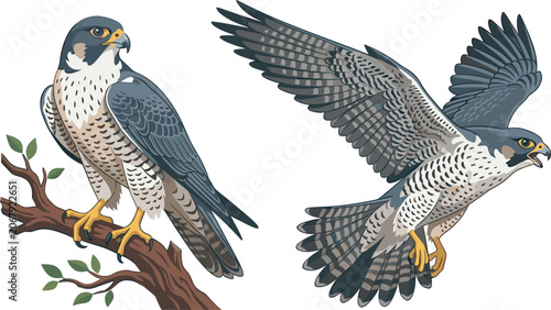 Schilderij op canvas Majestic peregrine falcon bird of prey vector illustration set with perched and