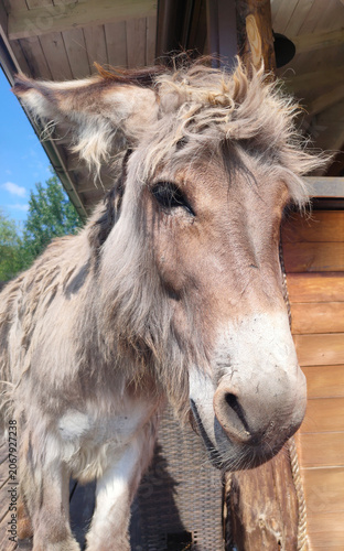 Curious Donkey Portrait Near Hay Bale